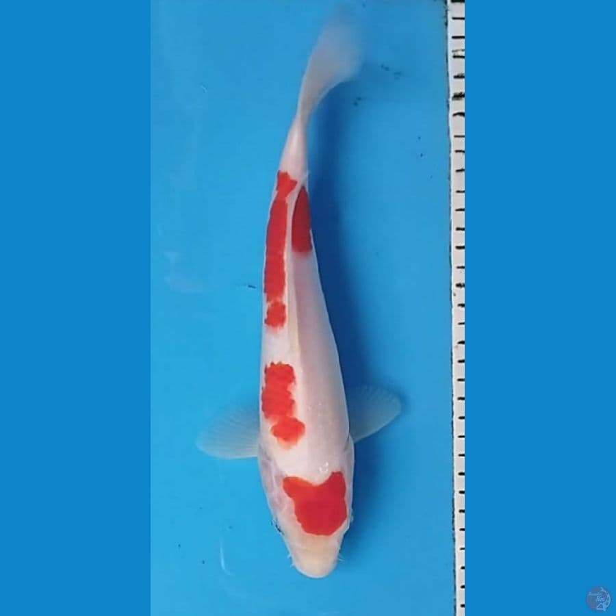 KOHAKU STEP 3 29CM