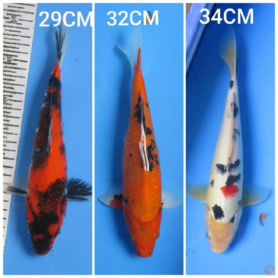 TRIO SHOWA 29-34CM