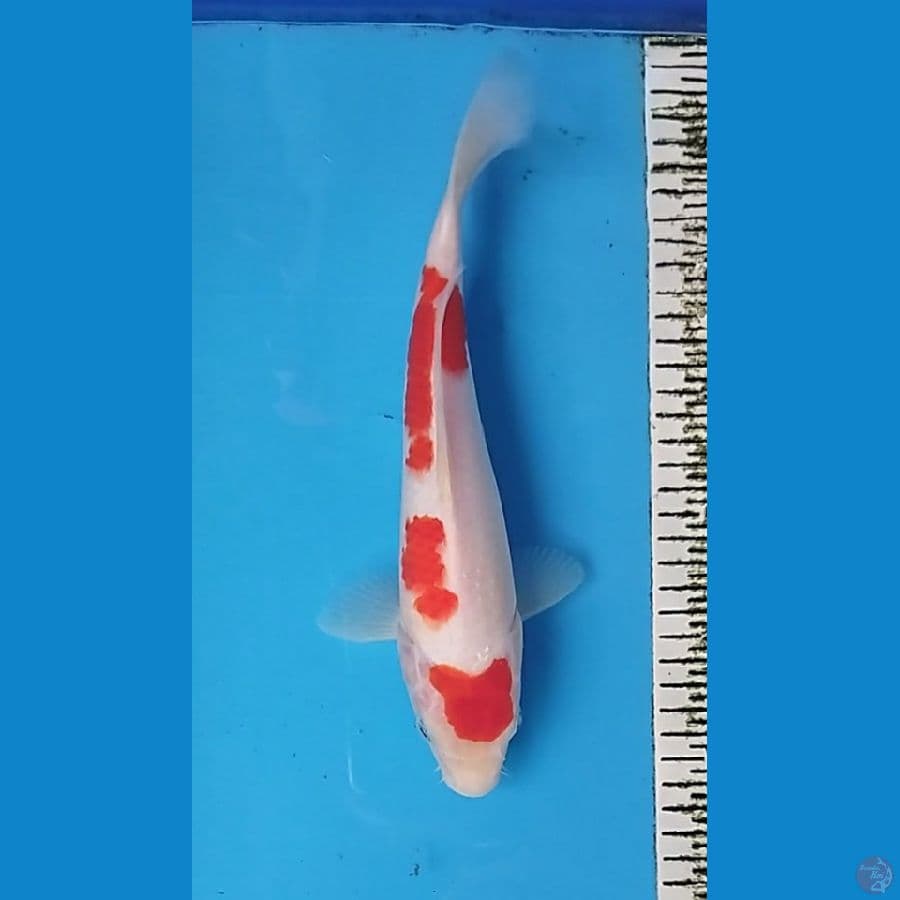 KOHAKU 29CM