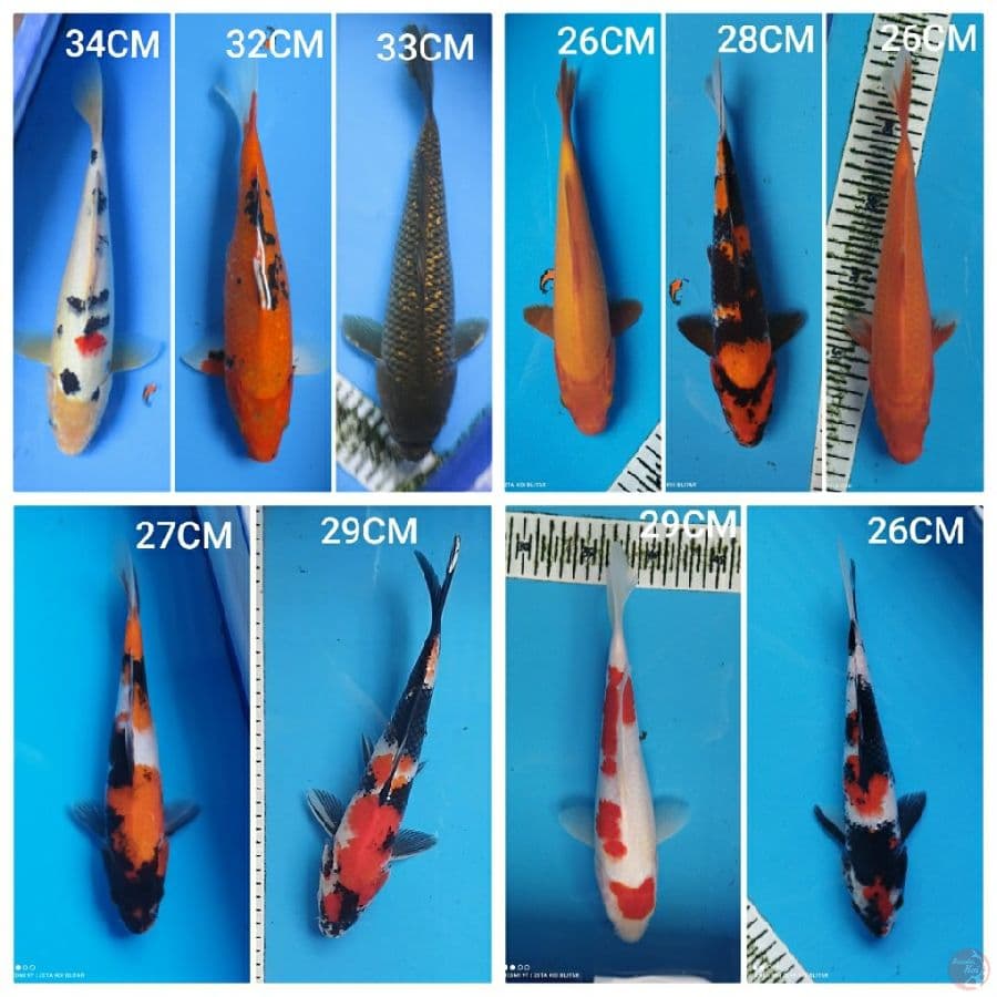 MIX 10EKOR 26-34CM
