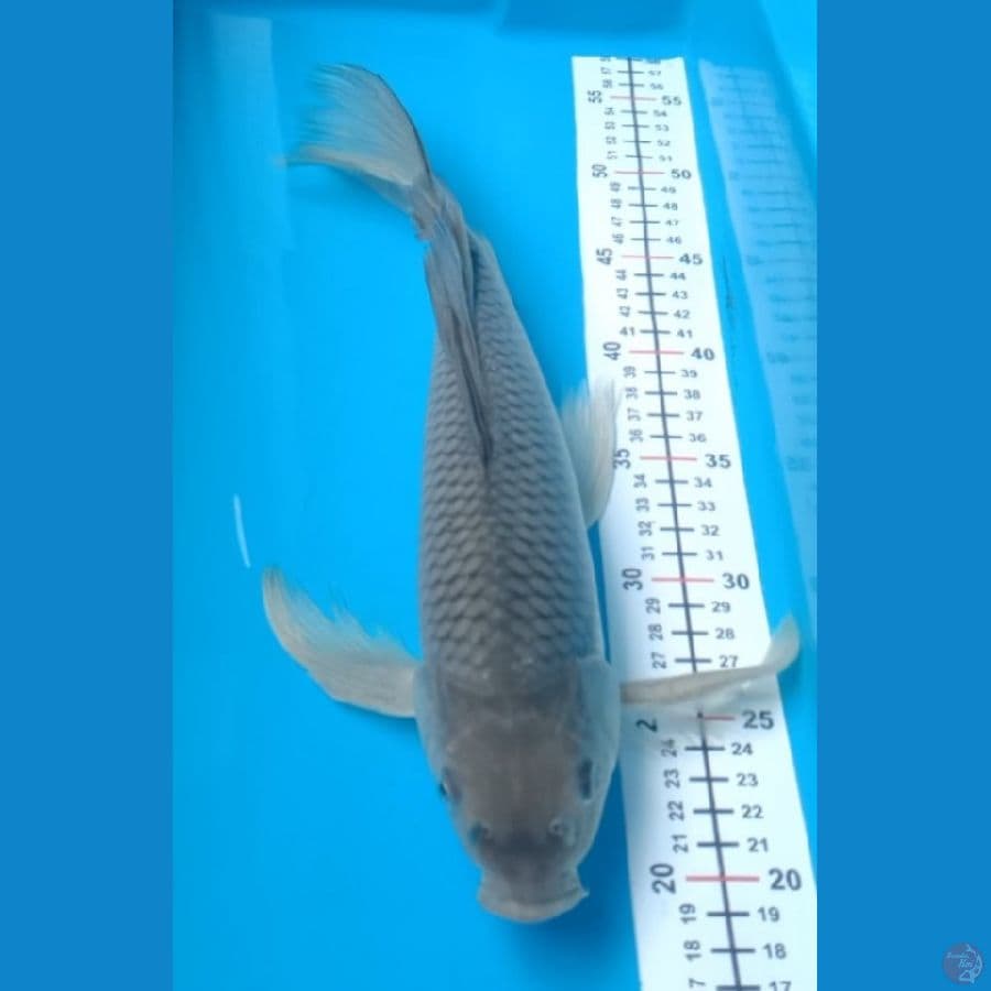 Kumpay Soragoi 34 CM