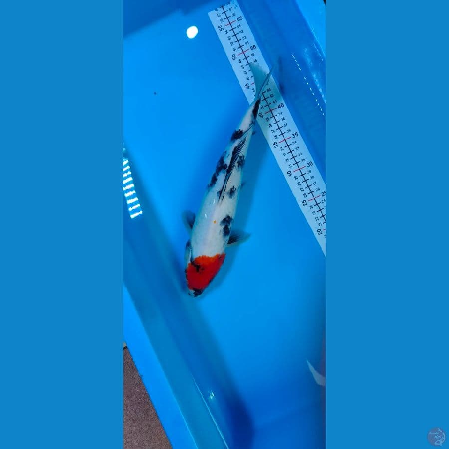 tancho showa 32 CM