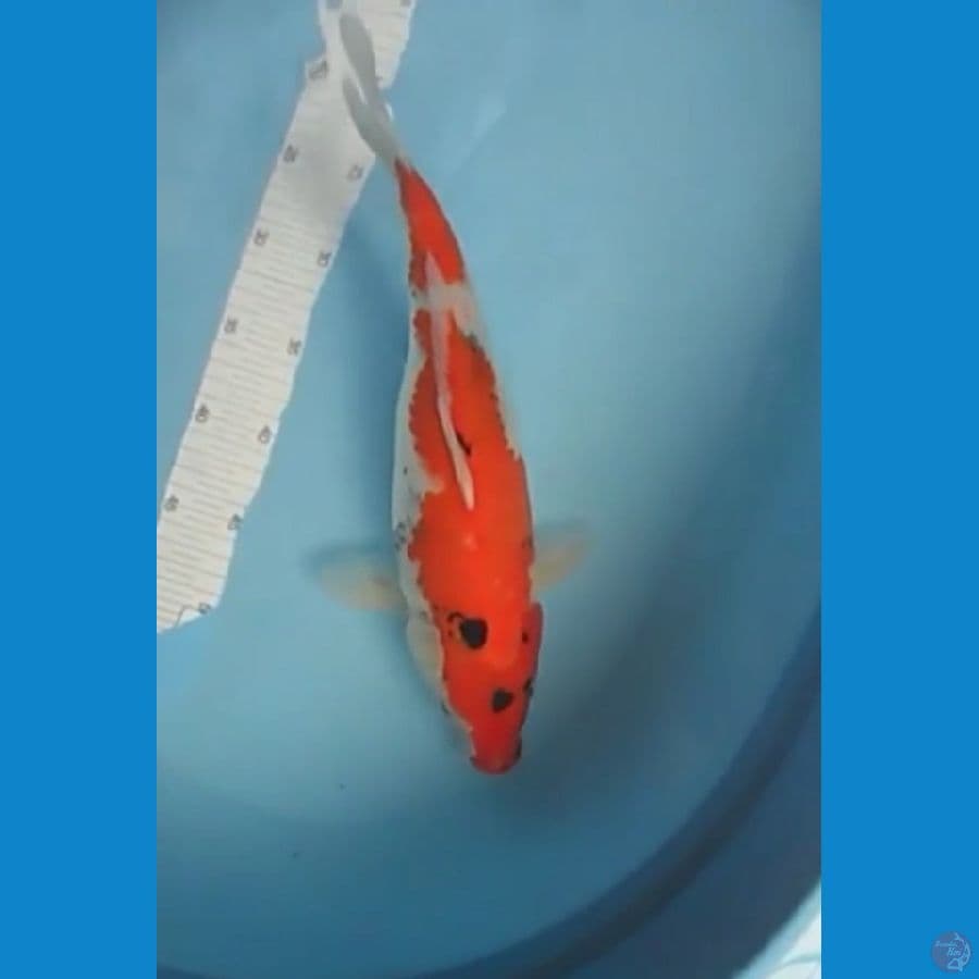 Showa Female 38 CM