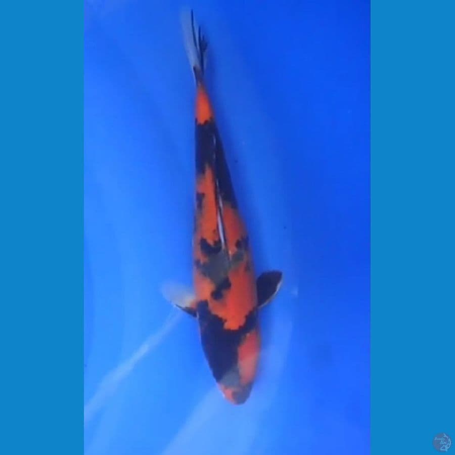 Hi Utsuri 30 CM Male