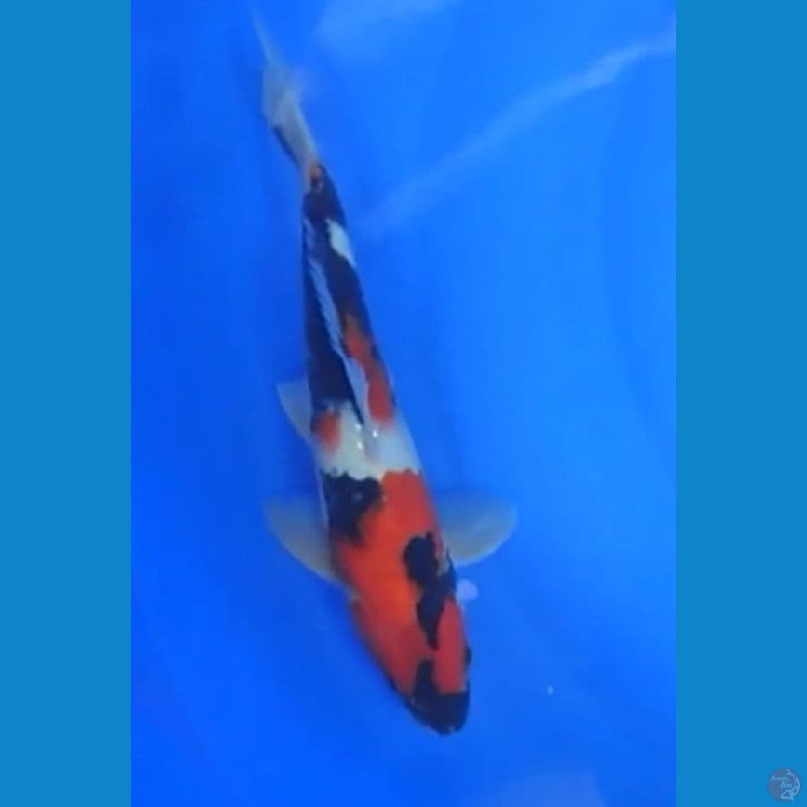 Showa 30 CM