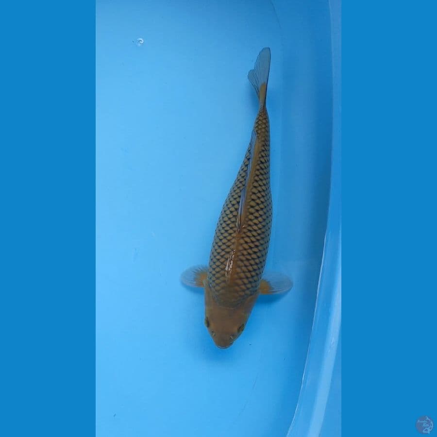 Midori rapih bermotogoro bagus