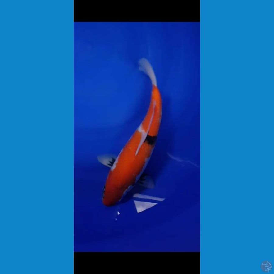 Showa 36 CM FM