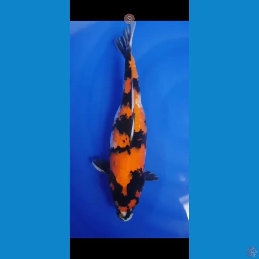 Showa 33 CM FM