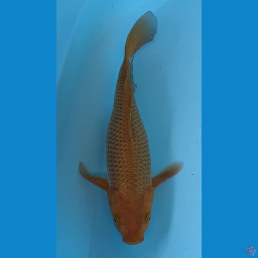 CHAGOI SLAYER 27 cm
