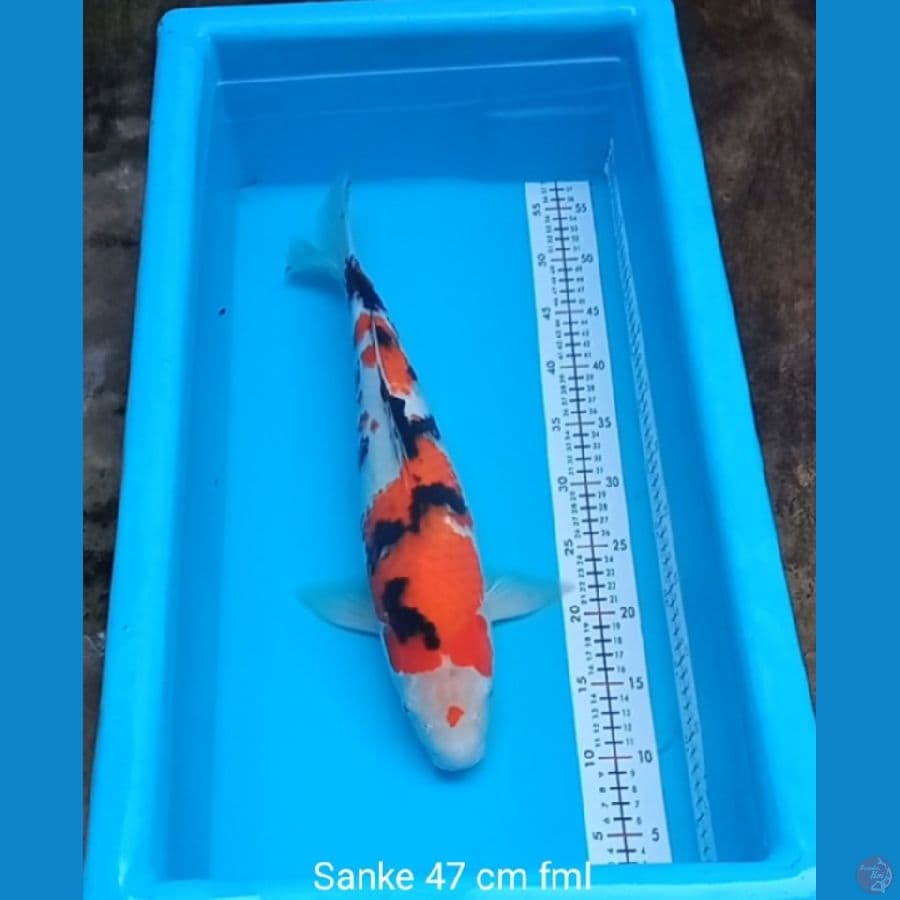 Sanke 47 cm fml