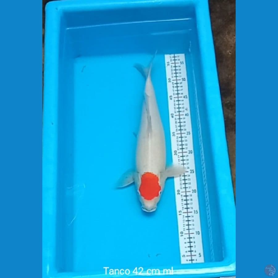 Tanco 42 cm ml