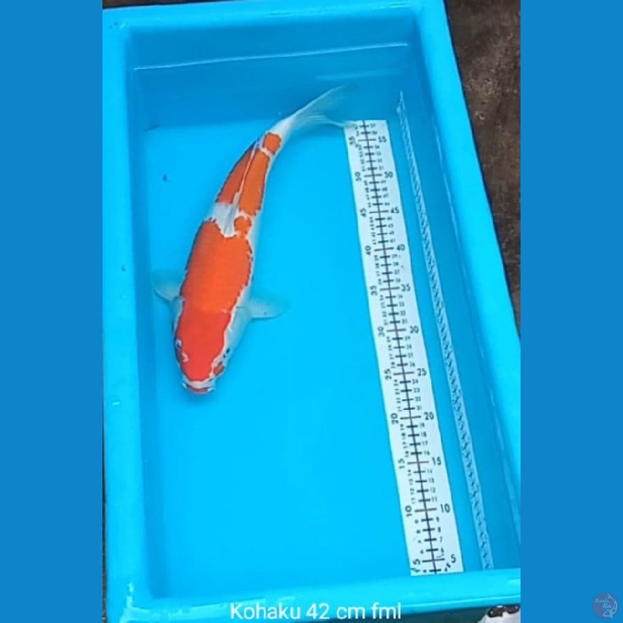 Kohaku 42 cm