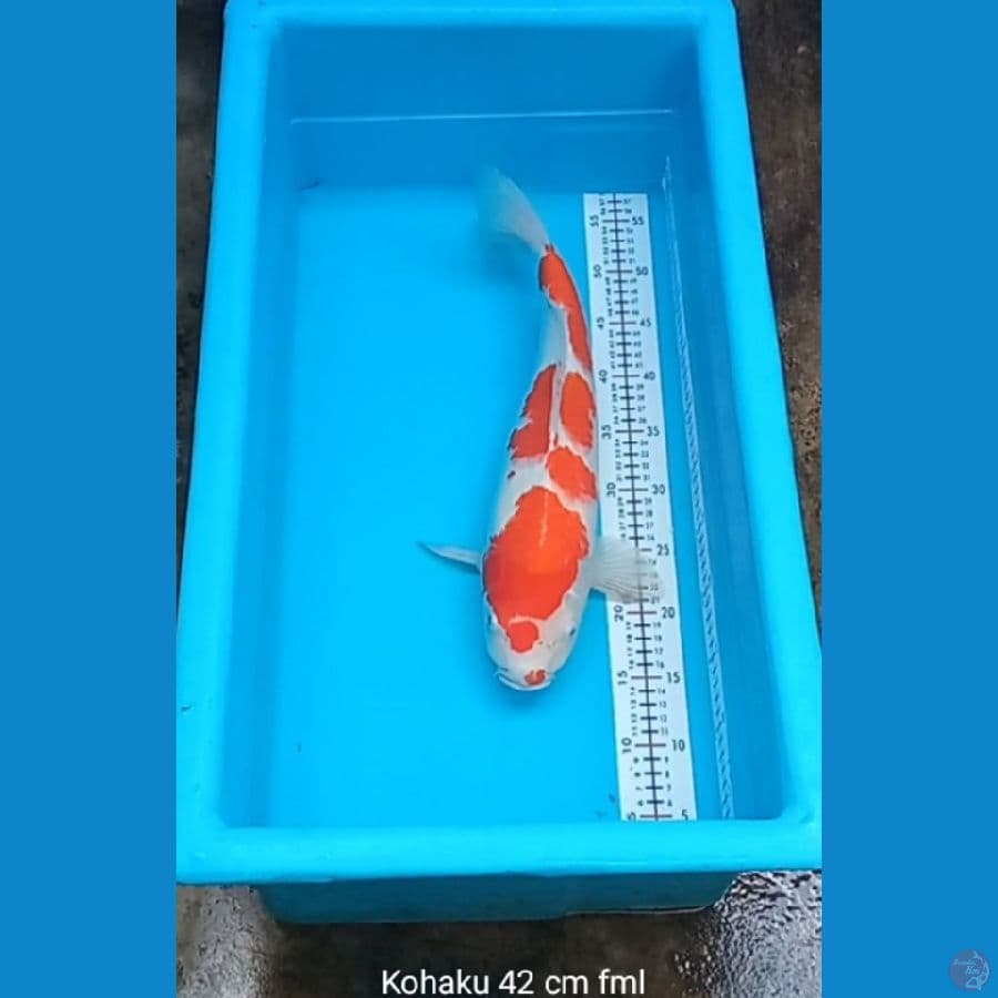 Kohaku 42 cm