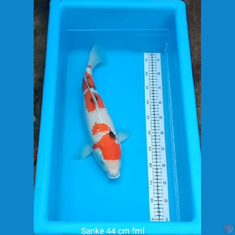 Sanke 44 cm
