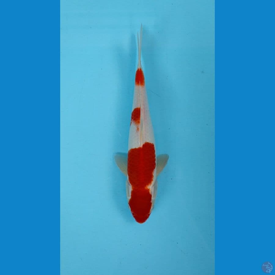 KOHAKU ORI 28 cm