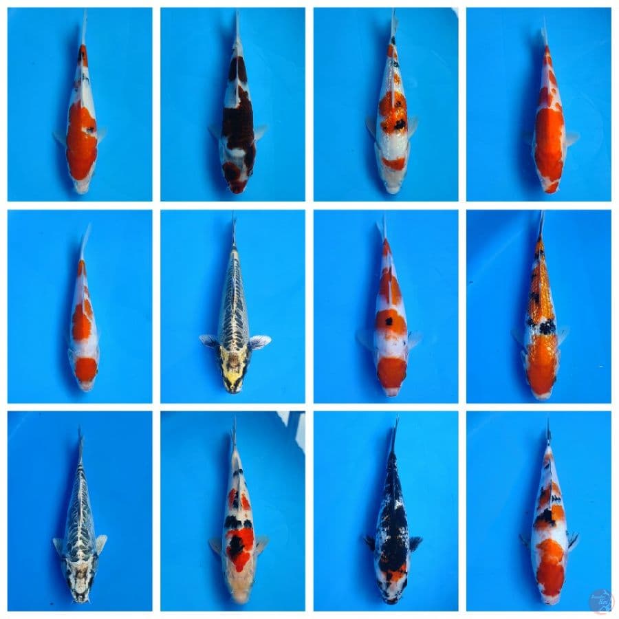 paket mix 12 ekor (21-27cm)