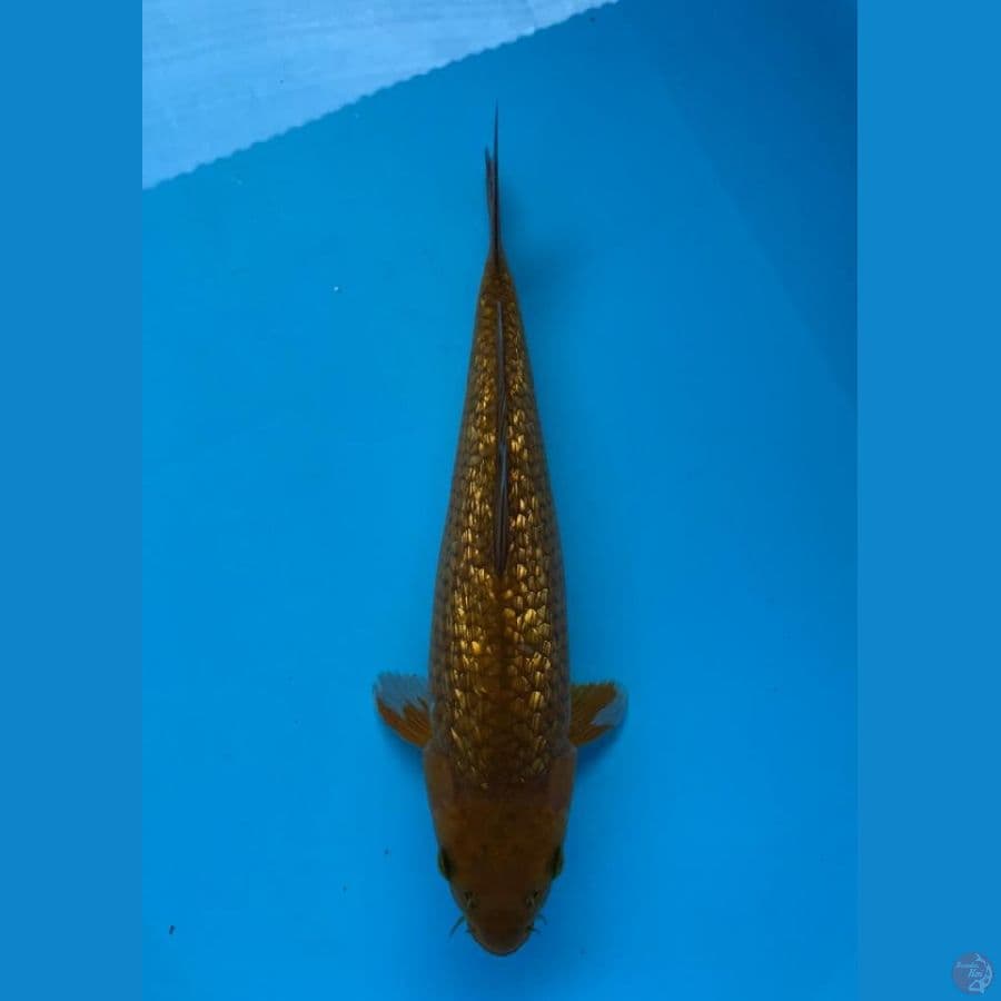 MIDORI Ginrin 31 cm