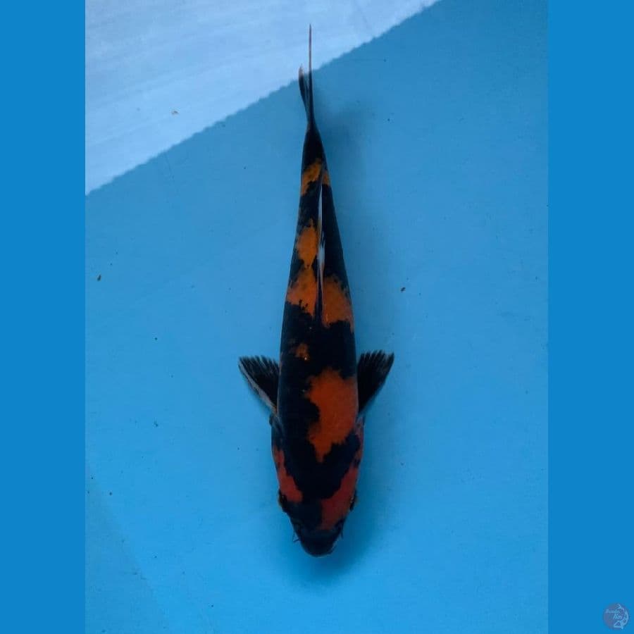 HiShowa 24 cm