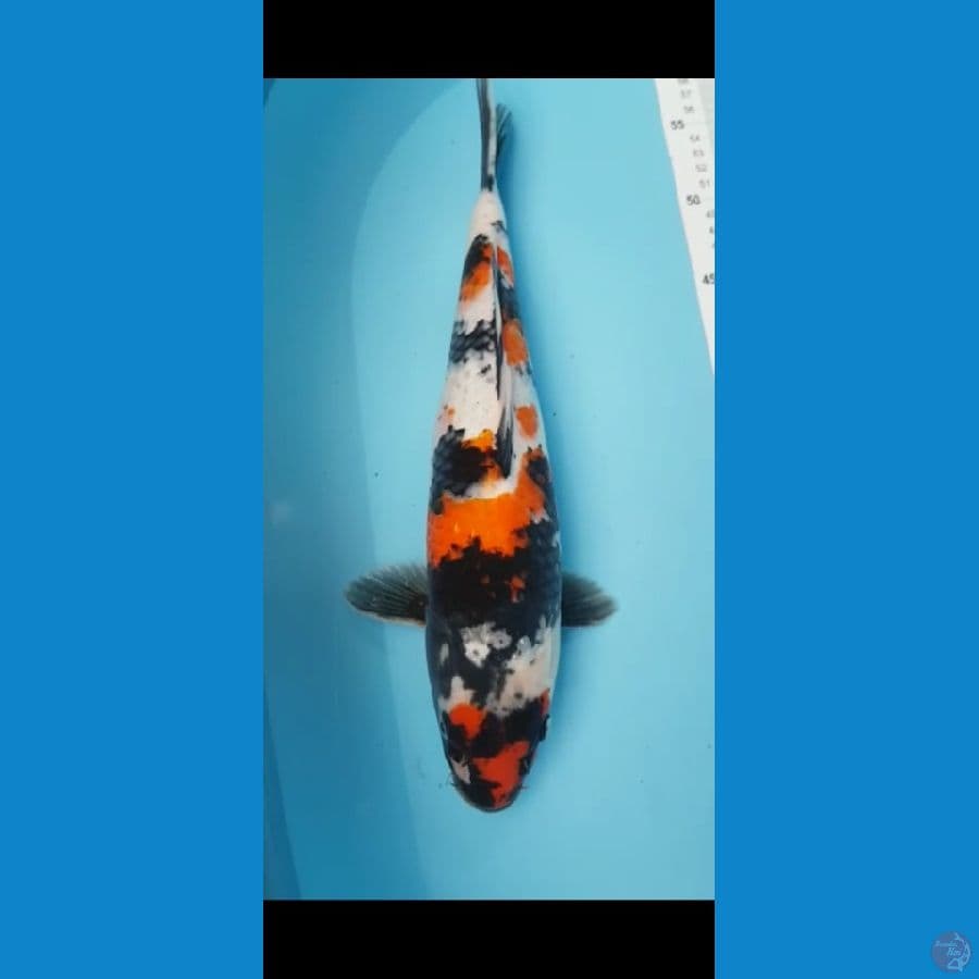 Showa 39 CM