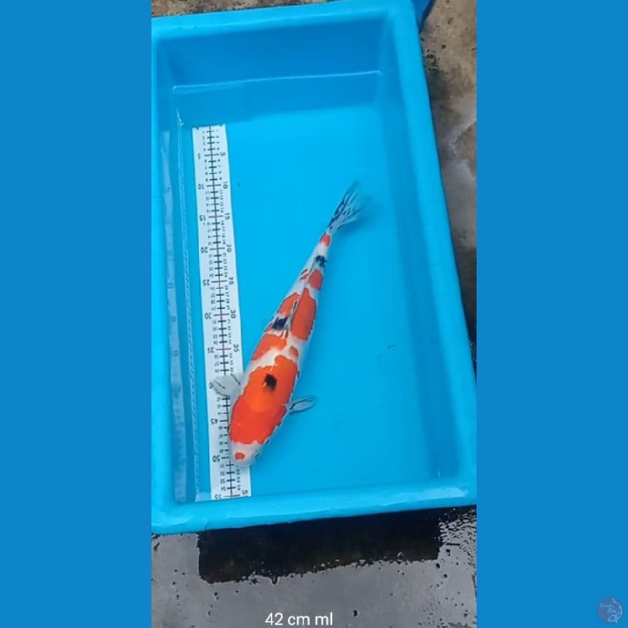 Sanke 42 cm