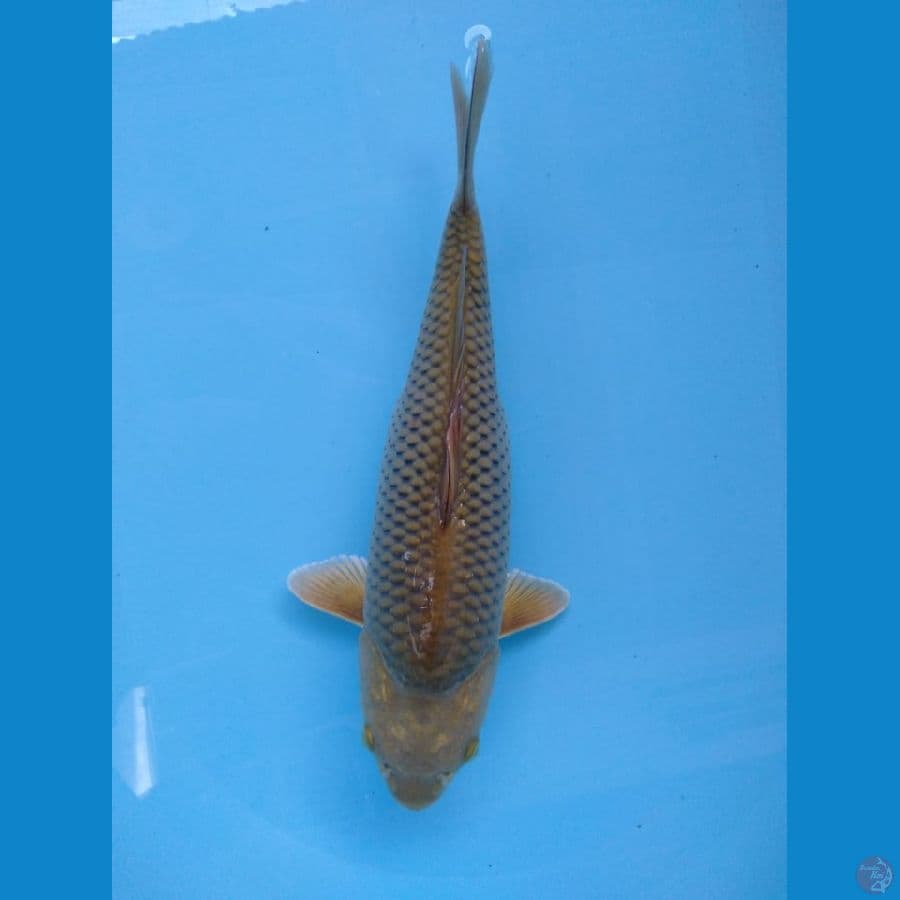 MIDORI 33 cm