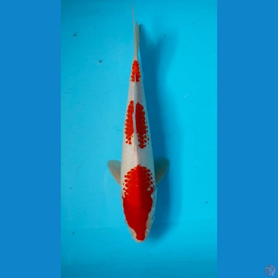 KANOKO KOHAKU 32 cm