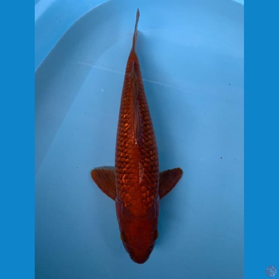 CHAGOI Ginrin Tembaga 42cm