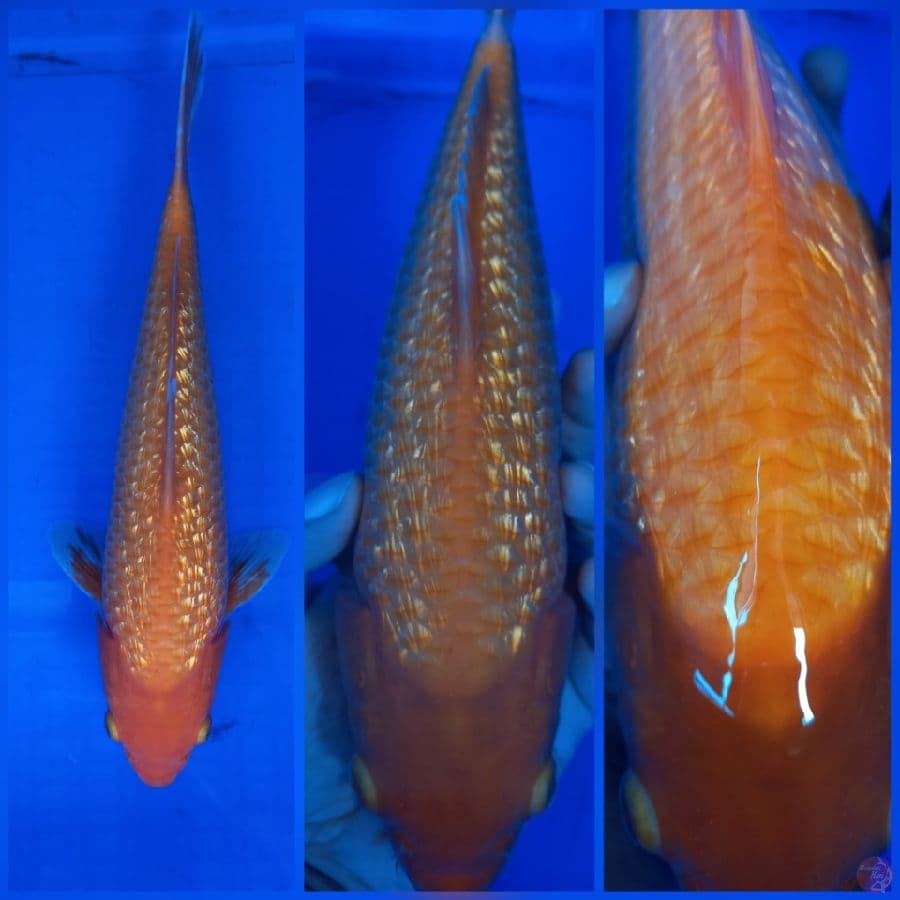 Red Karasi Golden Corn Ginrin
