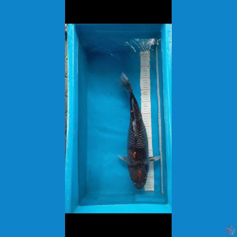 Matsukawabake 44 cm