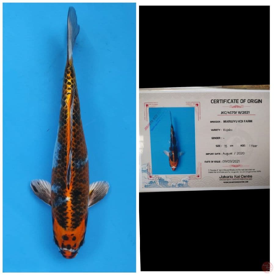 Marujyu Kujaku