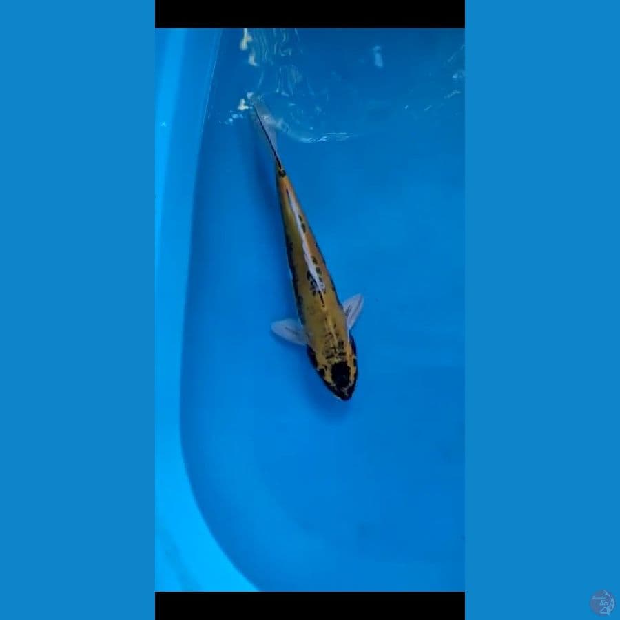 kikokuryu 35cm male