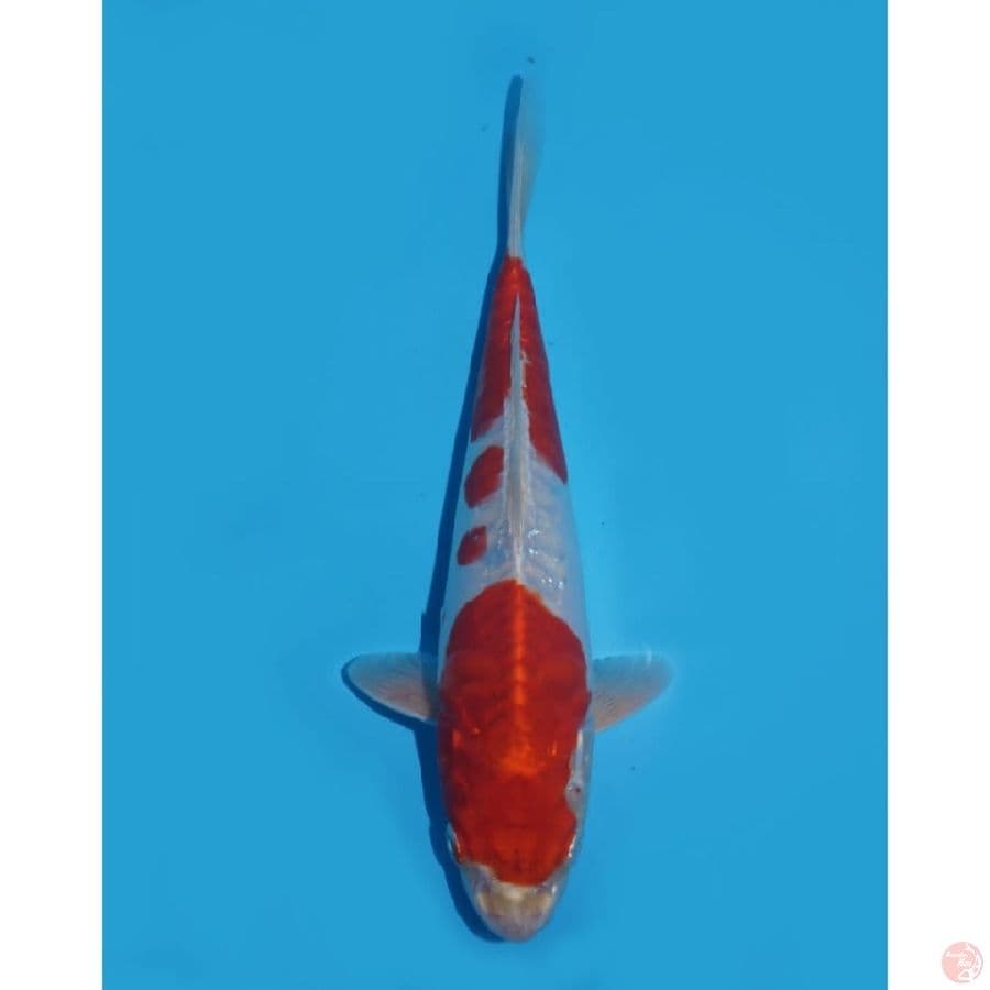 29cm - kin kushui