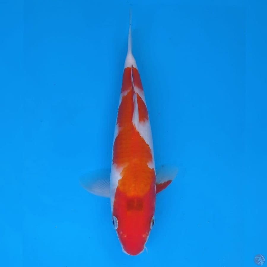 Kohaku Import non serti
