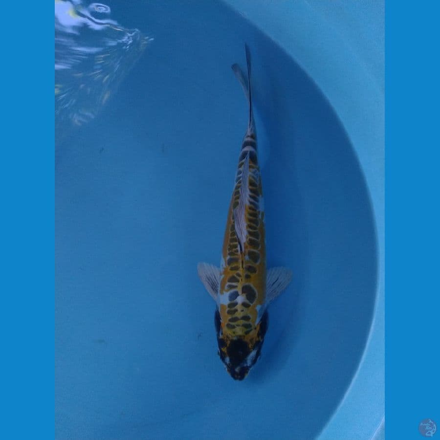 kikokuryu ukur 35cm male