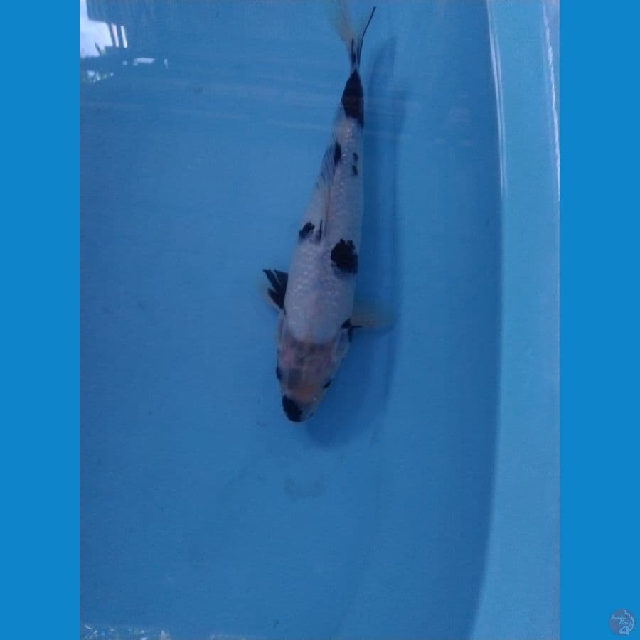 shiro ukur 35cm male