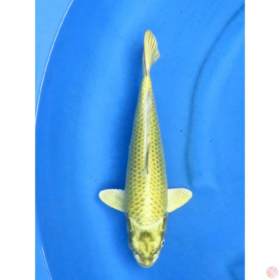 Gold Mukasi