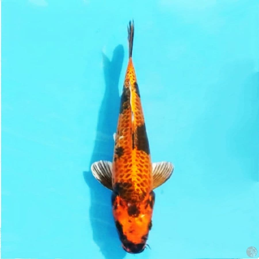 kin showa 25cm female