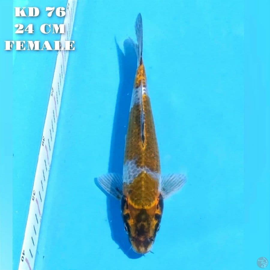 kin showa 24cm female