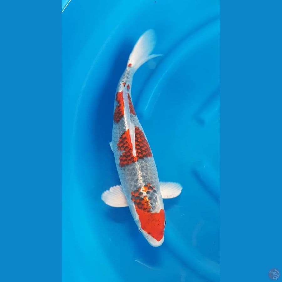 GHOSIKI SANDAN 45cm/f⁶