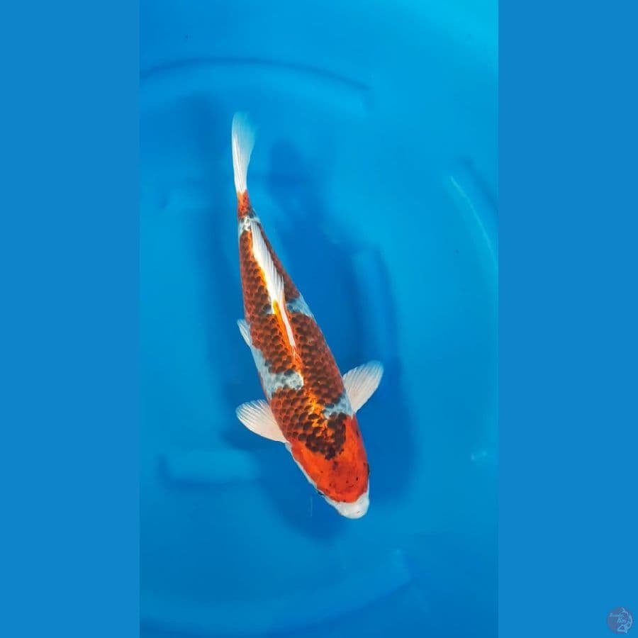 GHOSIKI INAZUMA 40cm/f⁶