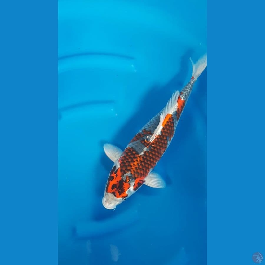 BENIGINGGA 44cm/f⁶