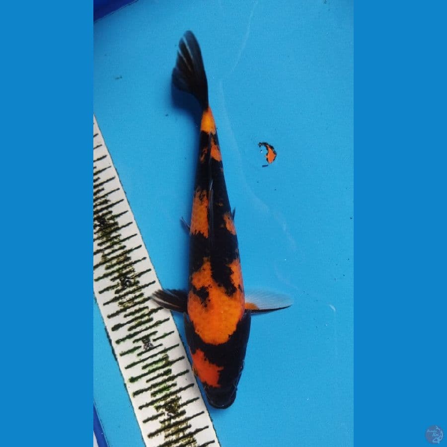 SHOWA 27CM