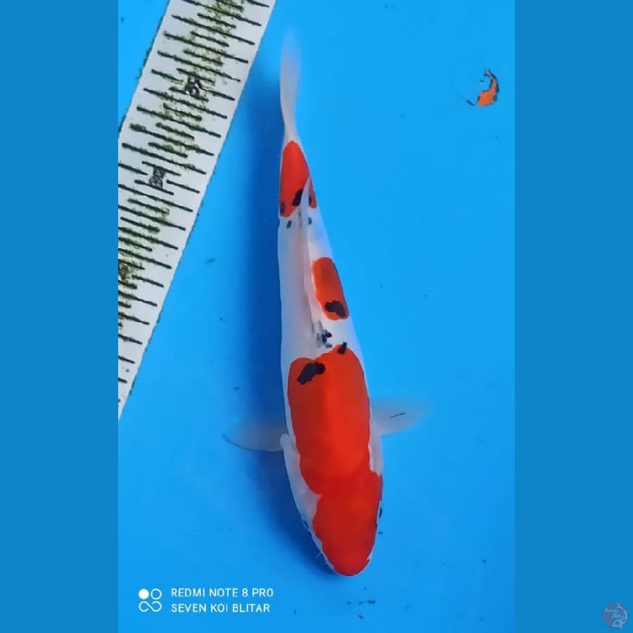SANKE DOIT 26CM