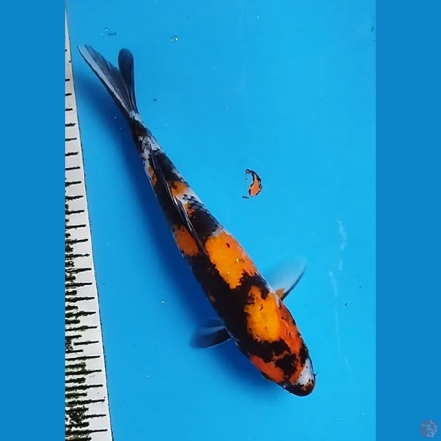 SHOWA 27CM