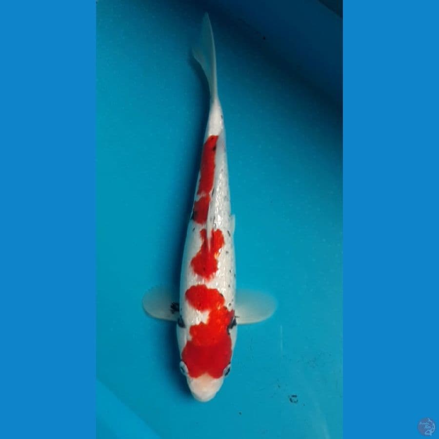 BeniKawabakeGinrin 28 cm