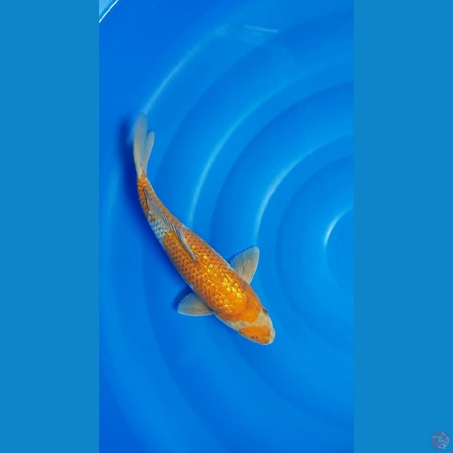 Ochiba Shigure Ginrin 34cm/m⁶
