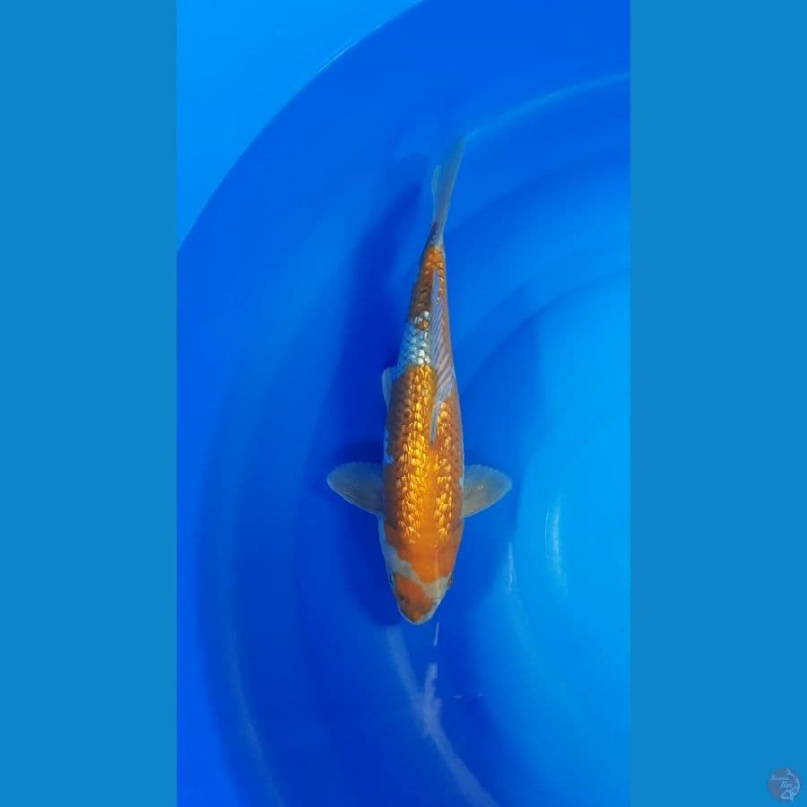 Ochiba Shigure Ginrin 34cm/m⁶