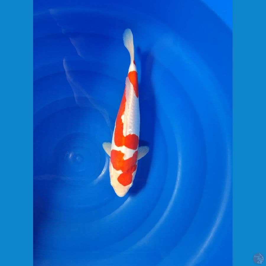 Kohaku Doitsu Berpunuk 35cm/m⁶
