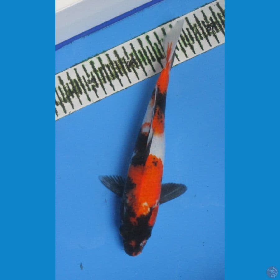 SHOWA 27CM