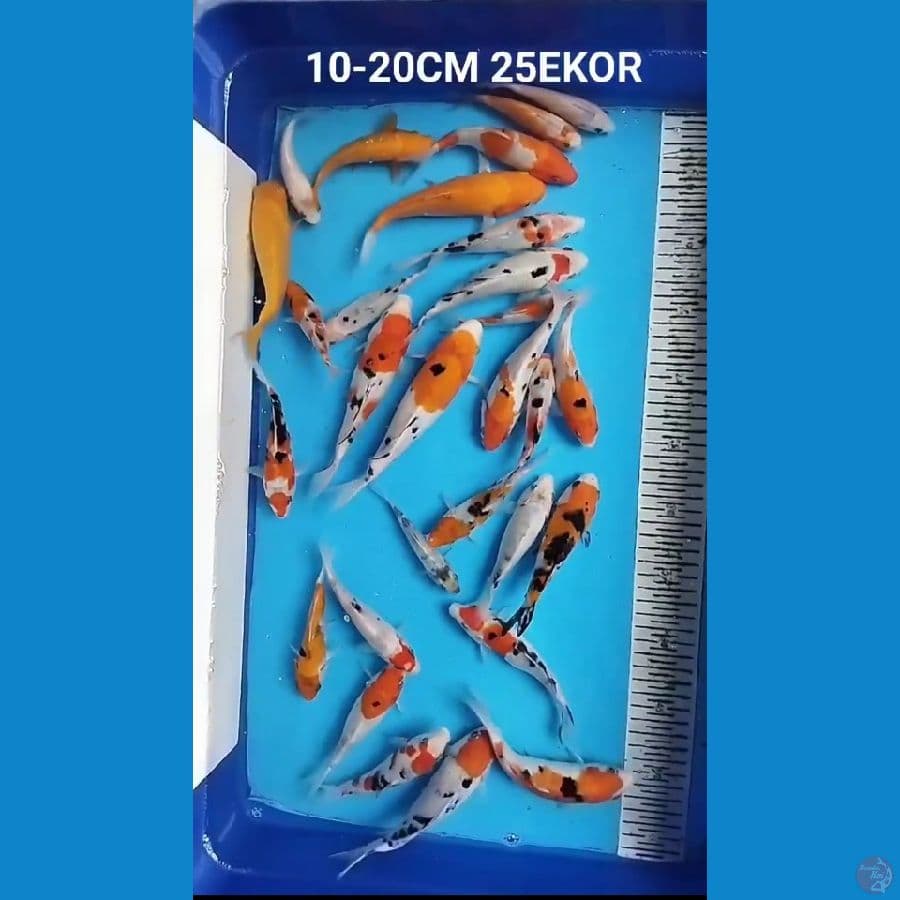 MIX 10-20CM 25EKOR